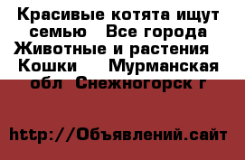 Красивые котята ищут семью - Все города Животные и растения » Кошки   . Мурманская обл.,Снежногорск г.